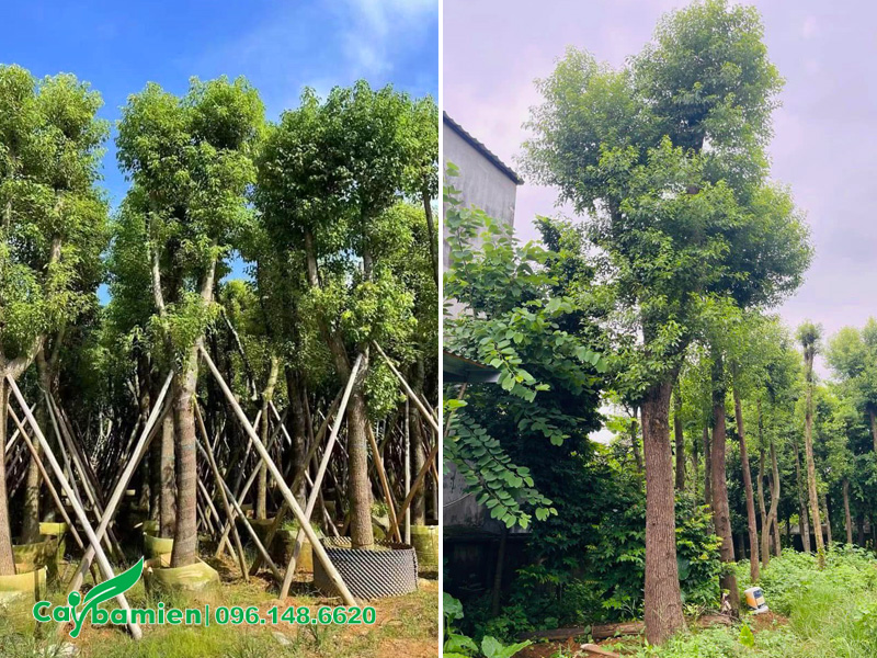 Cây long não công trình có mấy loại, cách phân biệt qua hình thái thực vật
