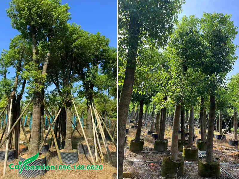 Vườn dưỡng ủ cây long não nhập khẩu từ Trung Quốc