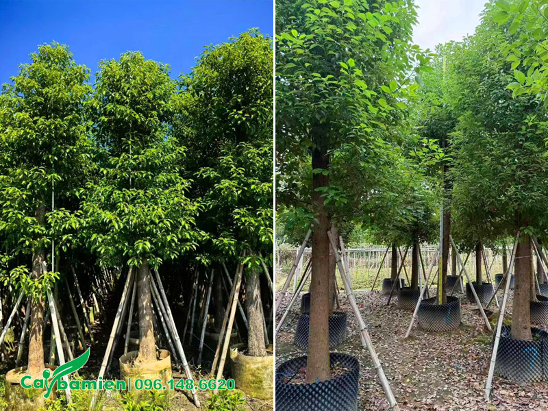 Bãi ủ số lượng lớn cây long não công trình nhập khẩu
