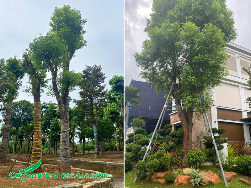 Mua cây long não cổ thụ trồng sân vườn biệt thự