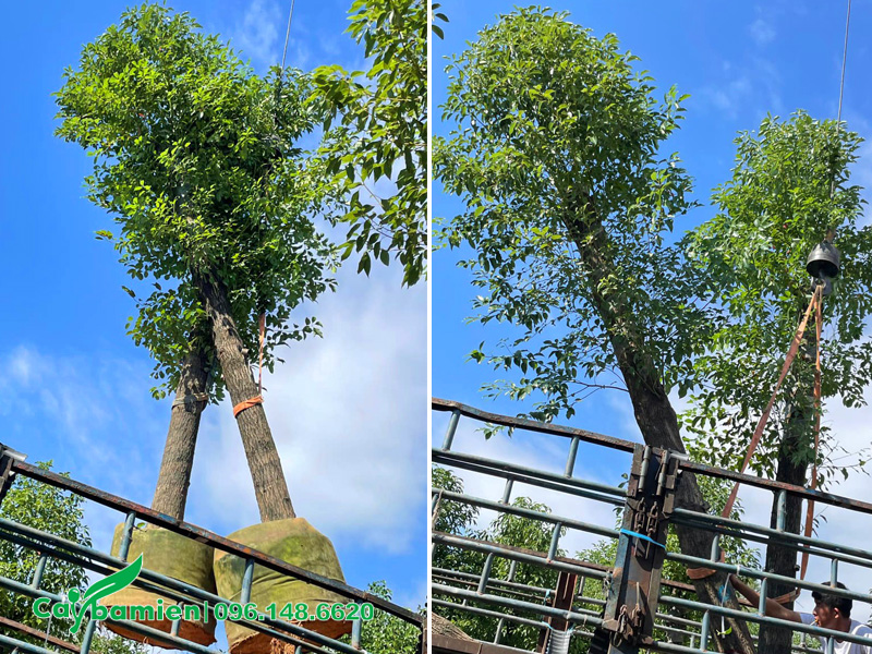 Cẩu xếp số lượng lớn cây long não Trung Quốc lên xe tải