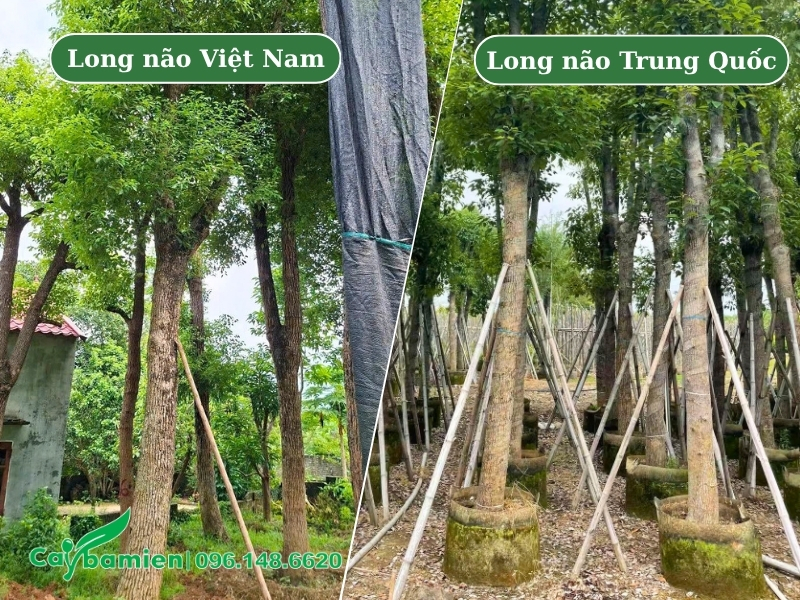 Hình thái vỏ cây của hai loại long não