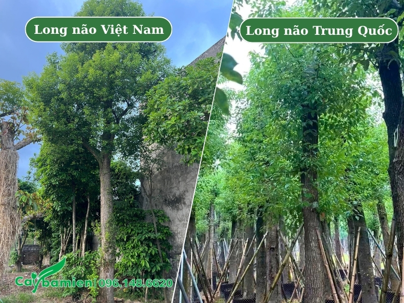 Hình ảnh so sánh cây long Việt Nam và Trung Quốc
