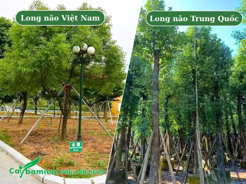 Quan sát hình dáng tán lá của các loại cây long não